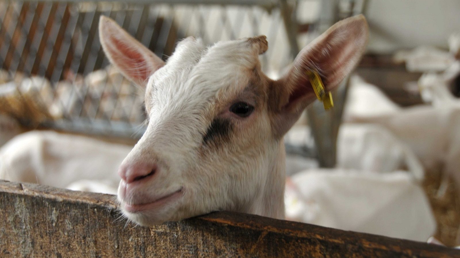 ITW#3 – Acteurs d’ici : Lætitia Beauquis, chèvrerie de l’Alambic