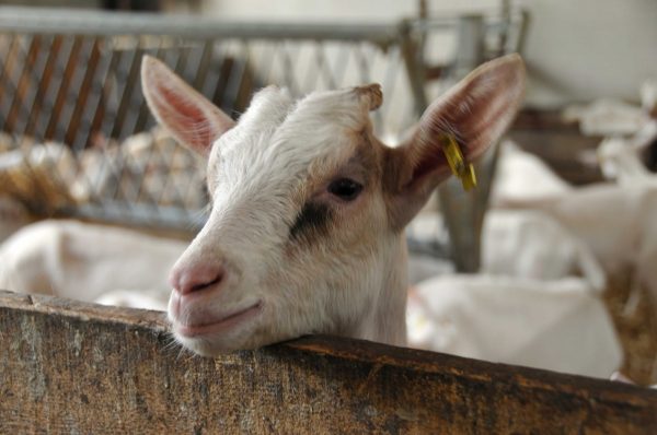 Terroir et savoir-faire