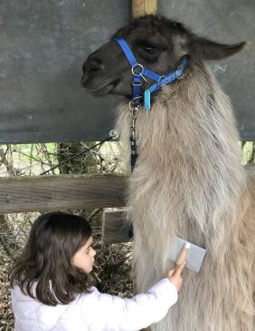 Lamas de Salagine