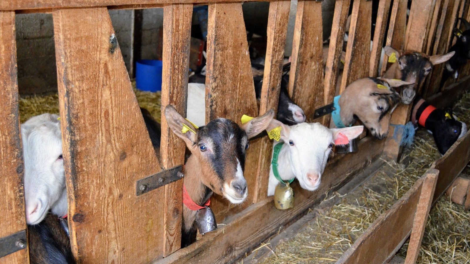 Mon week-end à la ferme