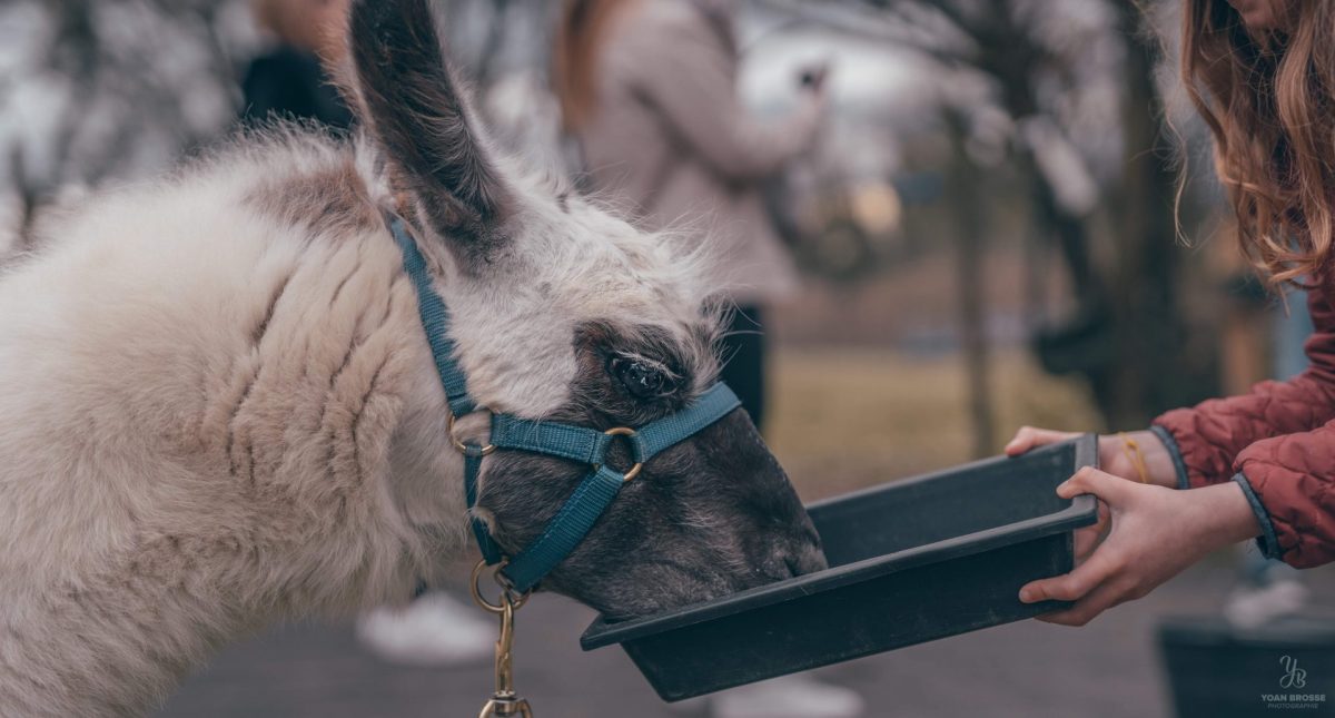 Les lamas de Salagine