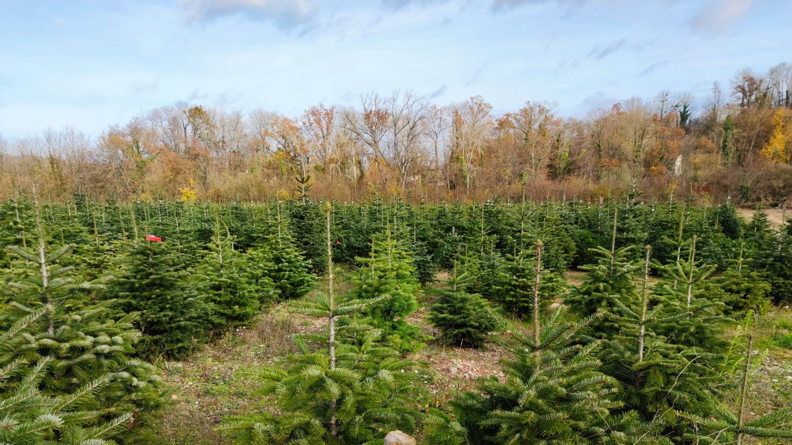 Magie de Noël : trouvez le sapin idéal chez Sapins Blanc.