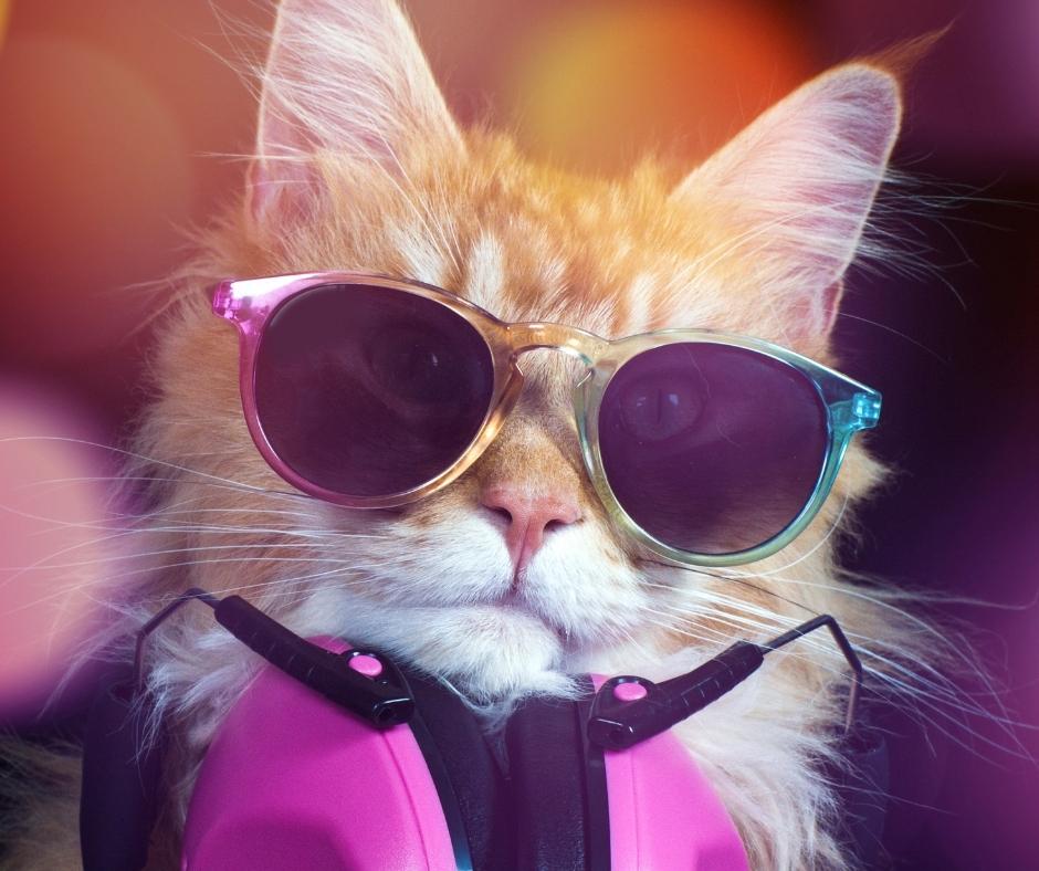 DJ Cat !