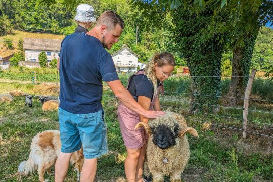 De poils et de plumes : la Ferme Pédagogique des Paturettes