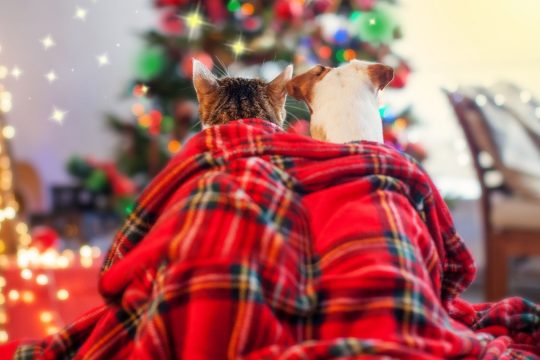 Tous en mode illuminé en décembre !