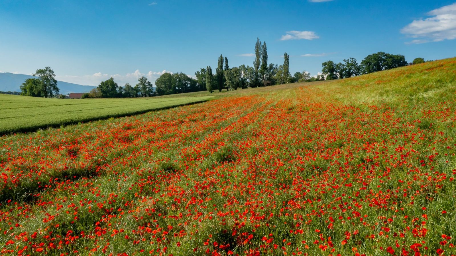 Splendeurs du printemps à Rumilly-Albanais!