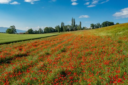 A spring in Rumilly-Albanais!