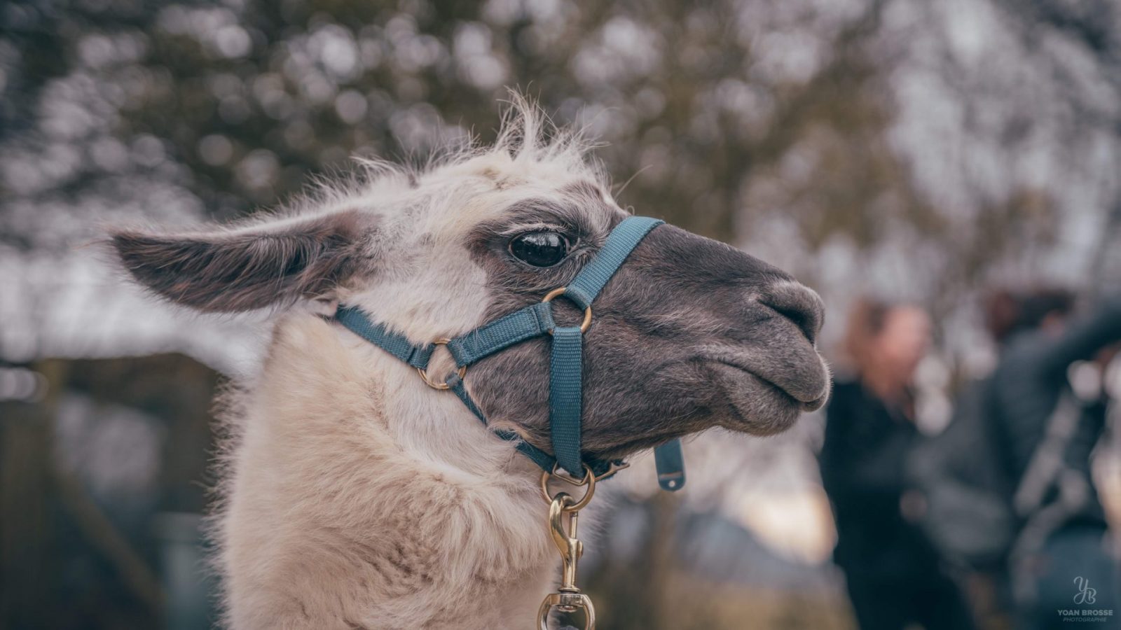 Les lamas de Salagine : Que deviennent-ils en hiver ?