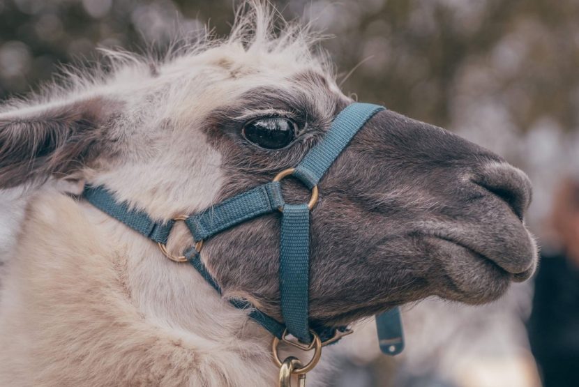 Les lamas de Salagine : Que deviennent-ils en hiver ?