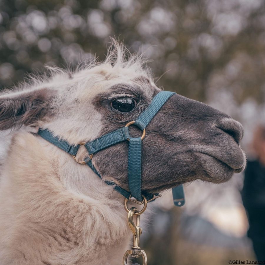 Les lamas de Salagine : Que deviennent-ils en hiver ?