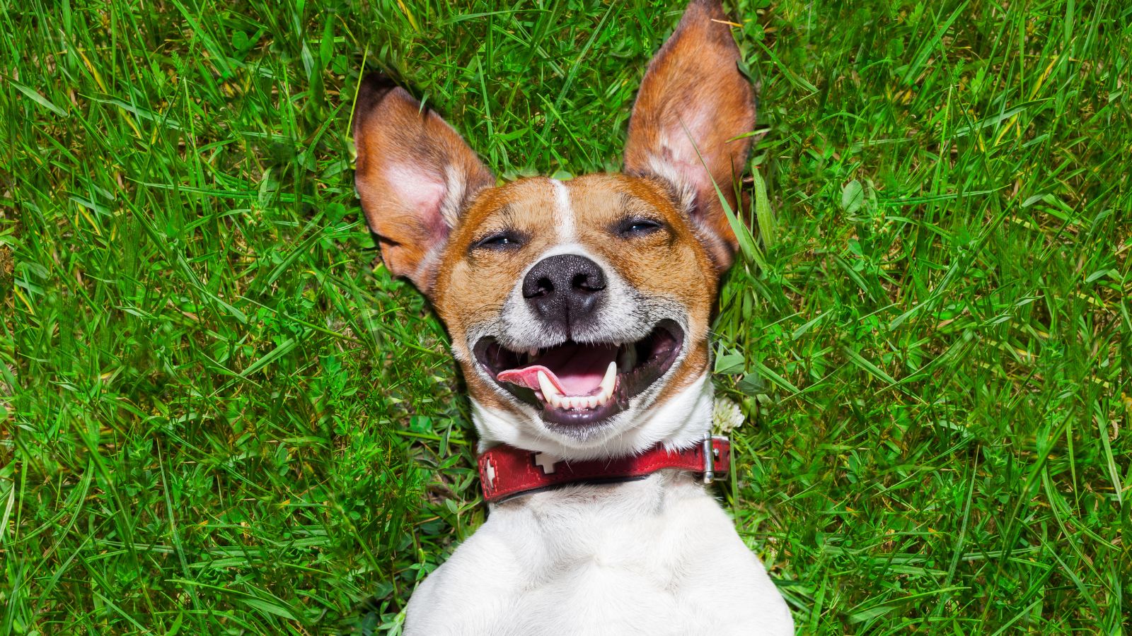 72 heures à Rumilly-Albanais : L’inoubliable séjour de Lucky et de son humain