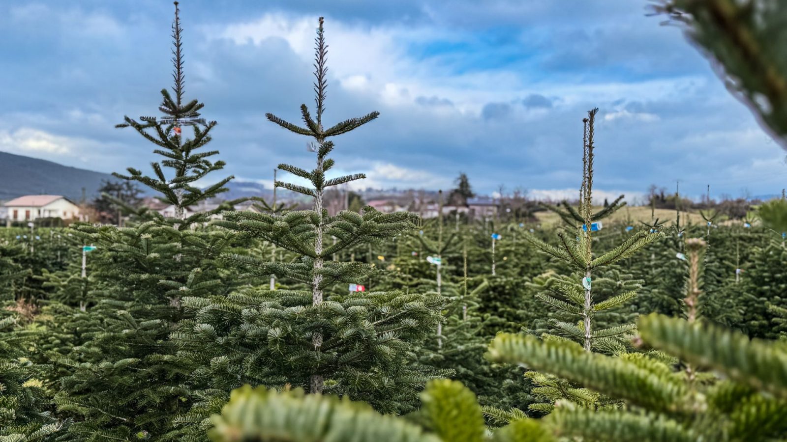 Producteur de Sapins en Haute-Savoie : la tradition familiale qui commence à Rumilly-Albanais