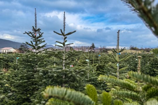 Producteur de Sapins en Haute-Savoie : la tradition familiale qui commence à Rumilly-Albanais