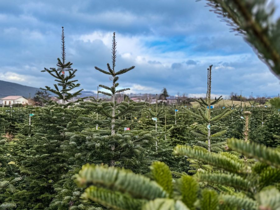 Producteur de Sapins en Haute-Savoie : la tradition familiale qui commence à Rumilly-Albanais