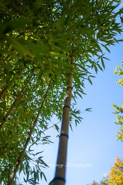 Bambous géants de la bambouseraie des Jardins de Lornay en Haute-Savoie