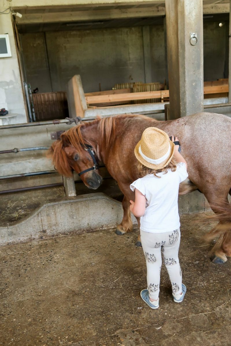 Brossage du poney - cours d'équitation à l'élevage de Kheïlan