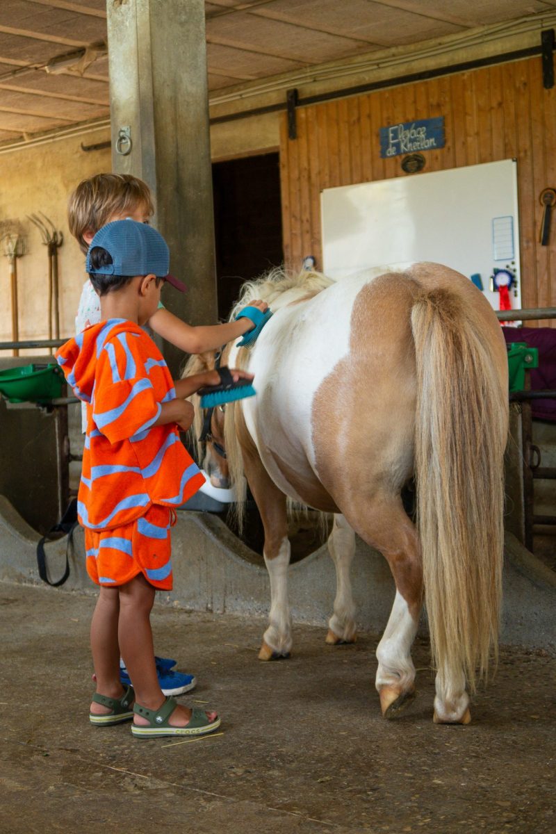Brossage du poney - cours d'équitation à l'élevage de Kheïlan
