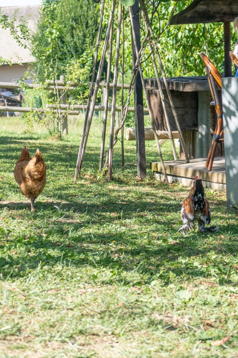 Les poules se promènent librement lors des Pony Guinguettes : Goûter et balade à poney vers Annecy en Haute-Savoie