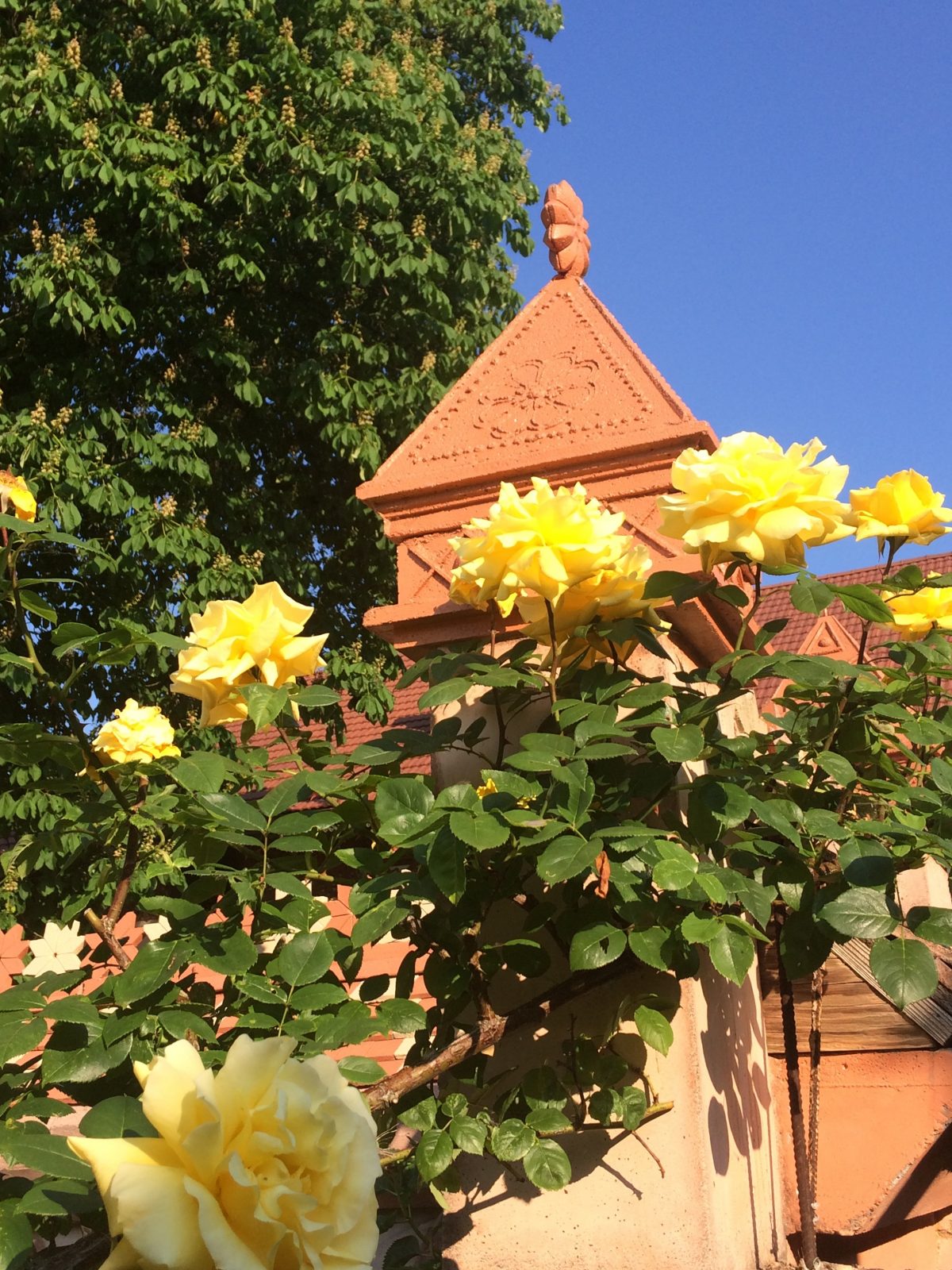 roses storming the bell towers