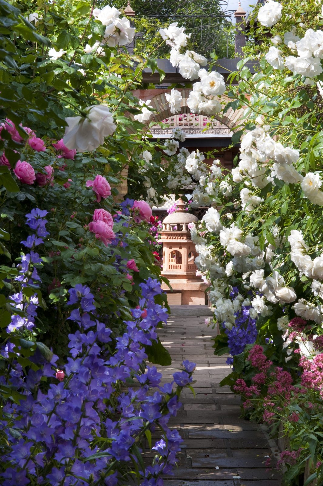 alley of roses