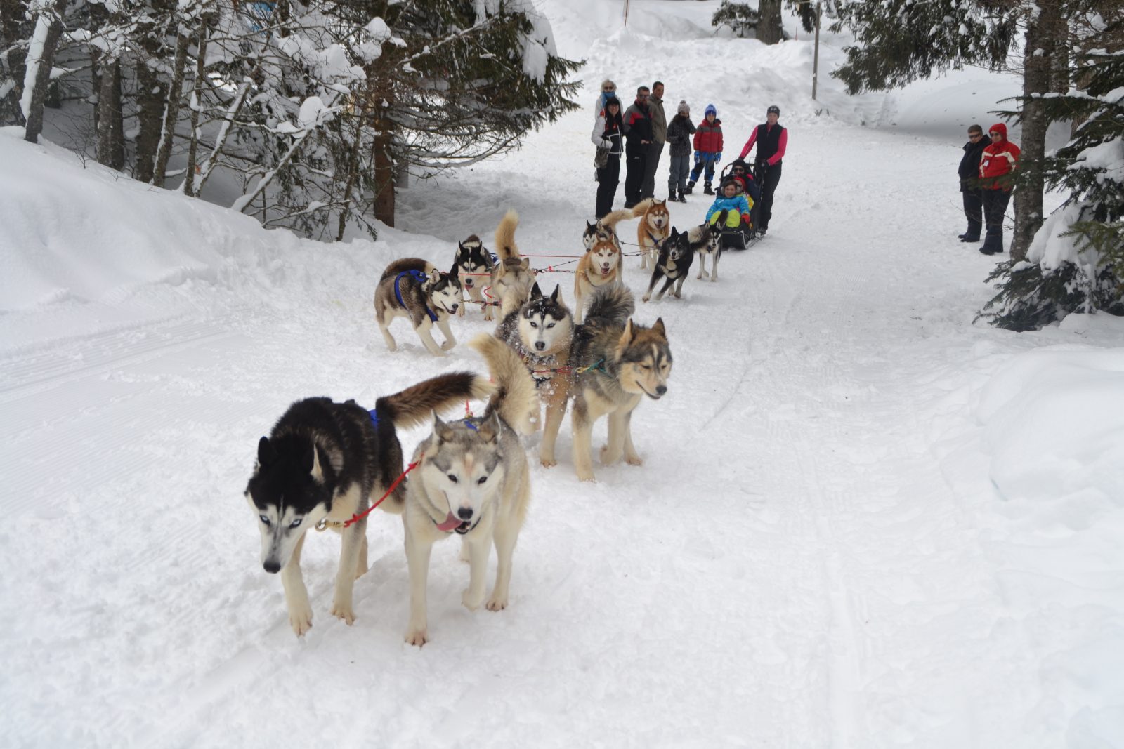 Sled pulled by dogs
