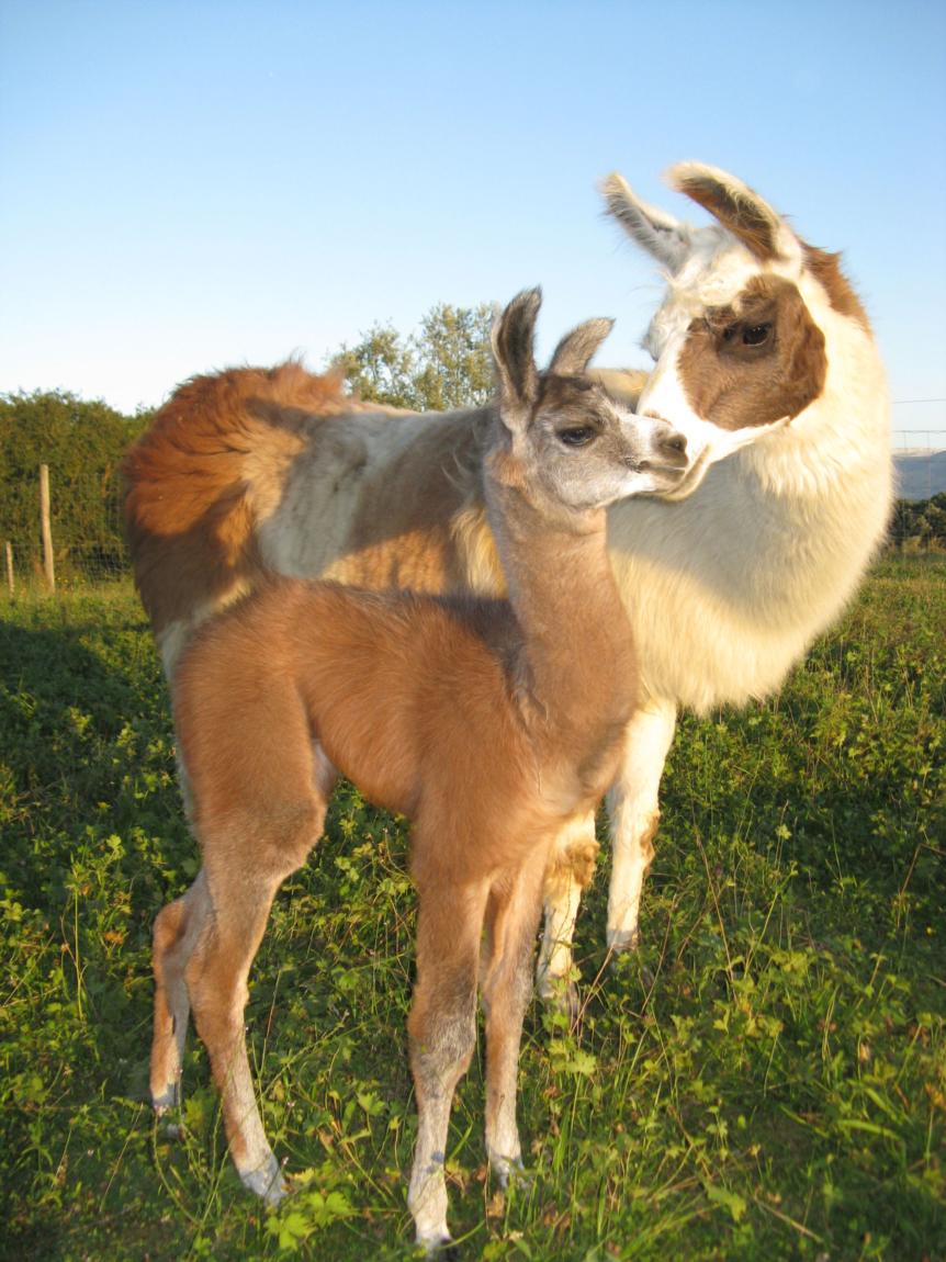 Lamas and saffron from Salagine
