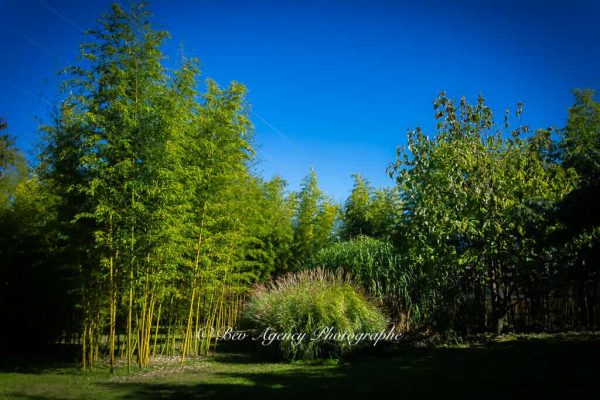 Bambous géants de la bambouseraie des Jardins de Lornay en Haute-Savoie
