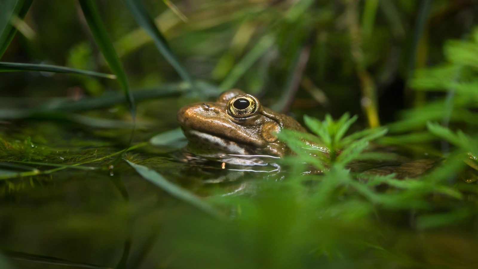 Journée Amphibiens