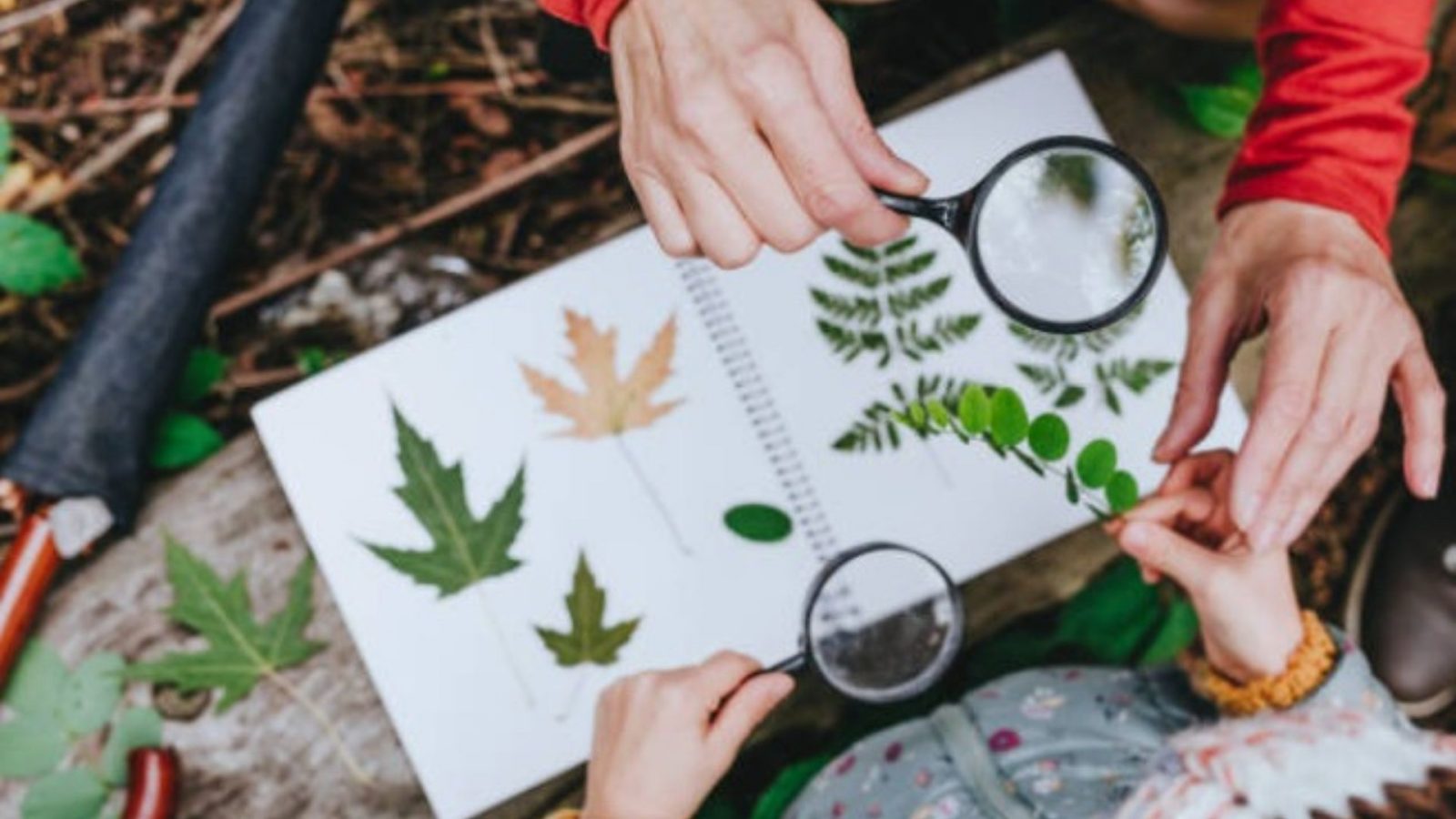 Mini stage enfant : Herbier sauvage : à la découverte des plantes rumilliennes