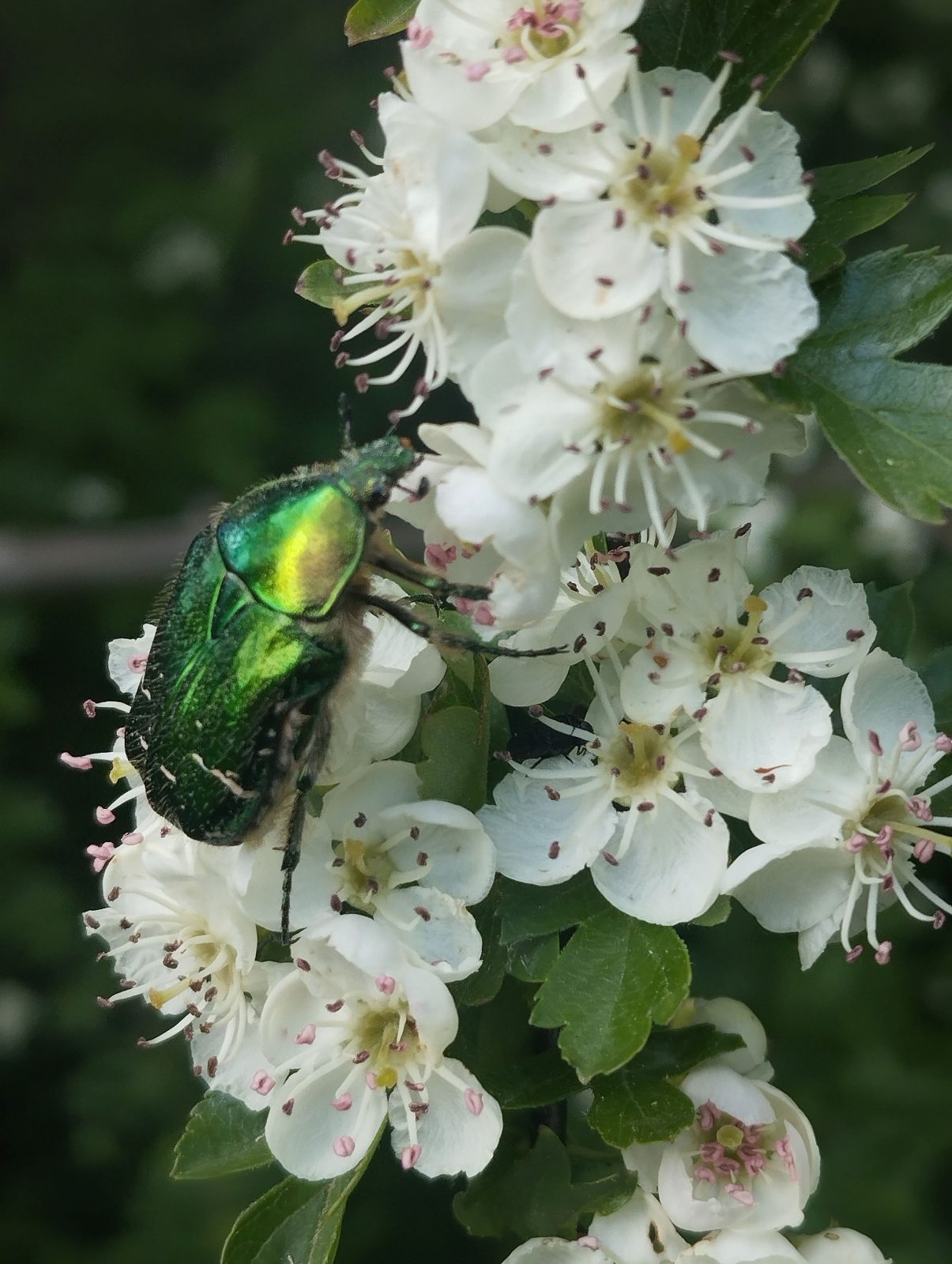 Balade découverte des plantes