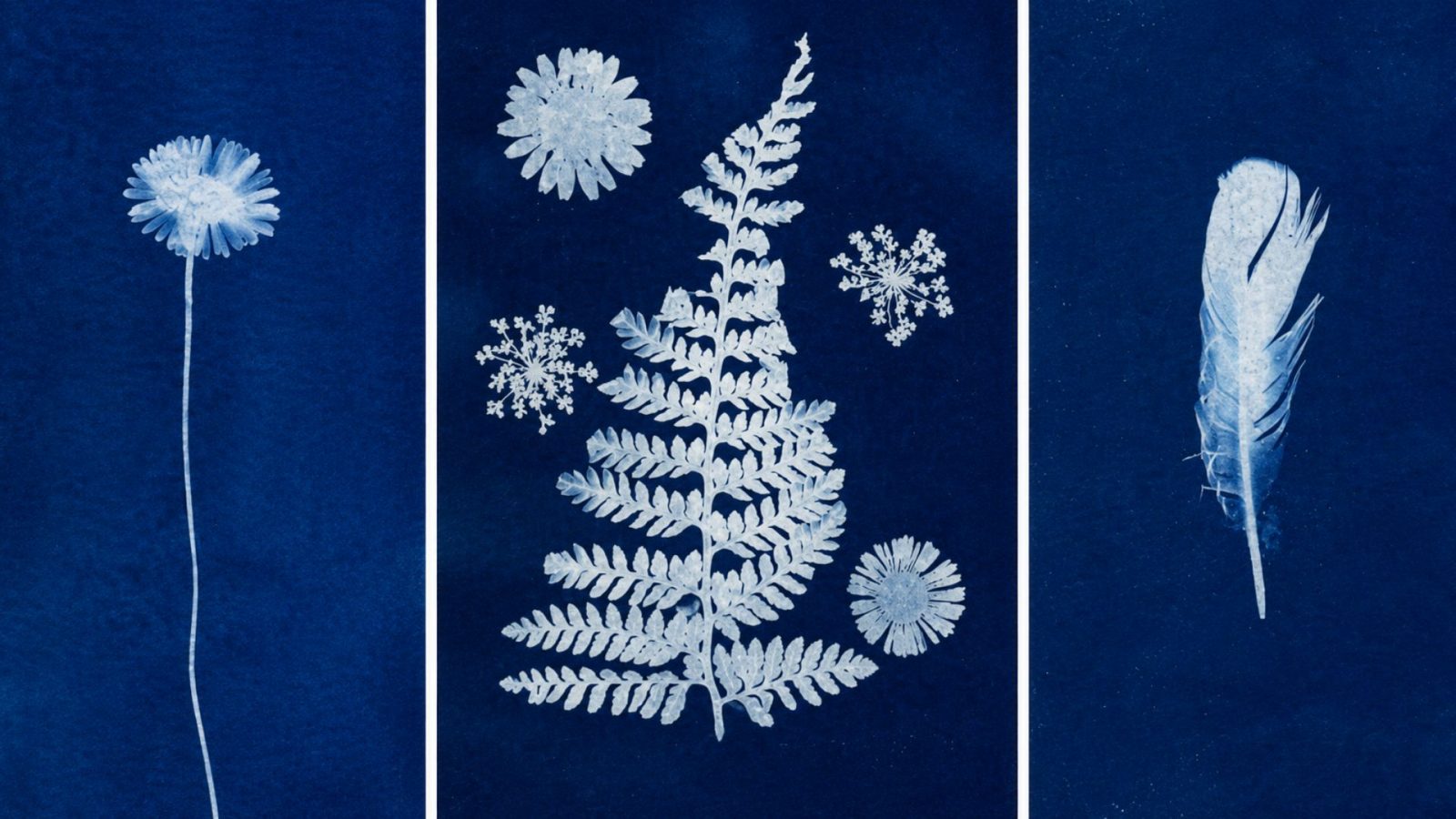 Atelier enfant : Magie du cyanotype