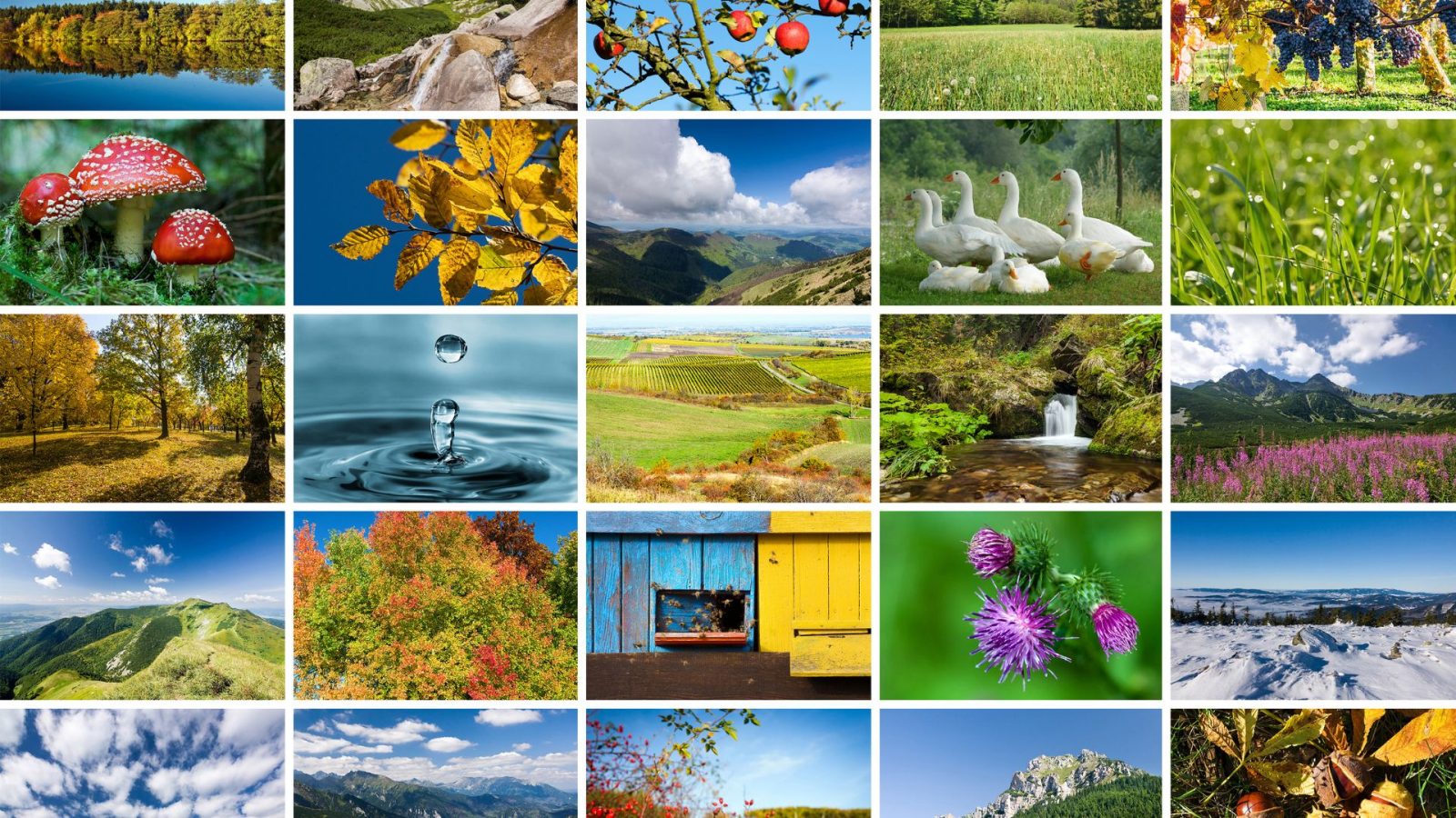 Exposition photo nature