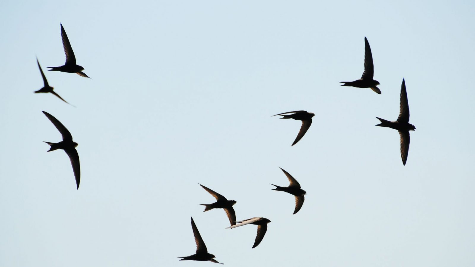 Les acrobates du ciel (Hirondelles, Martinets et biodiversité urbaine)