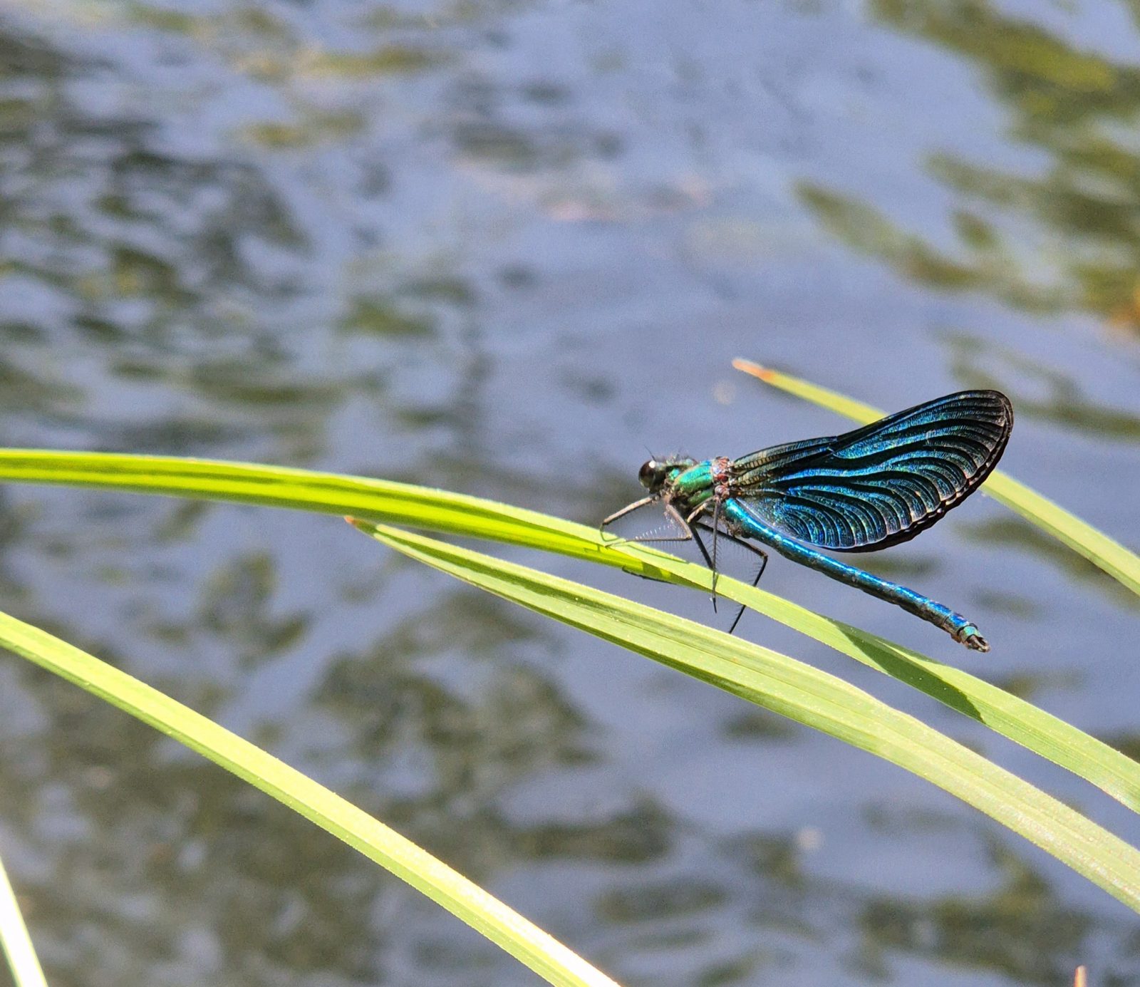 Apprenez à observer et recenser la faune et la flore de Mûres – Atlas de la Biodiversité Communale
