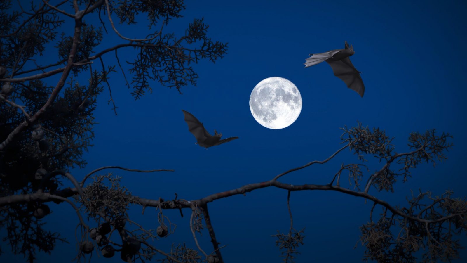 Sortie Nature, Chauves-souris